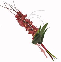 Экзотические цветы Экзотические цветы